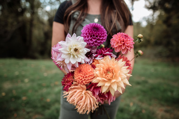 Dahlia Tubers