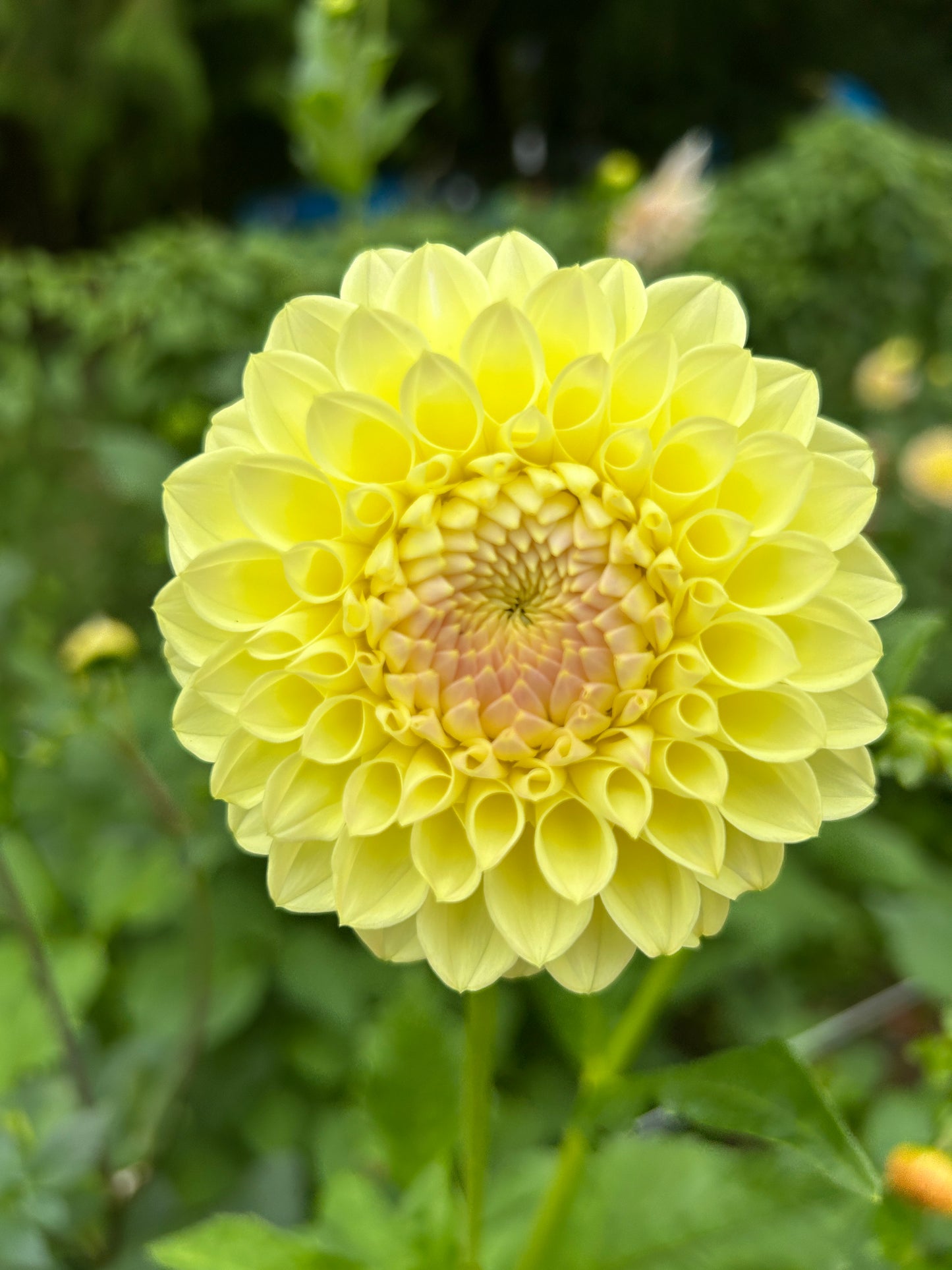 Primrose Diane