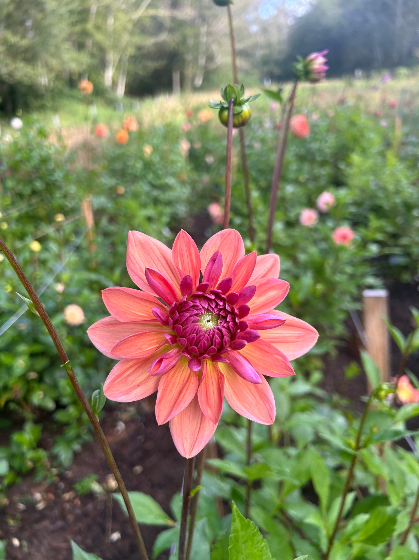 Dutch Pearl