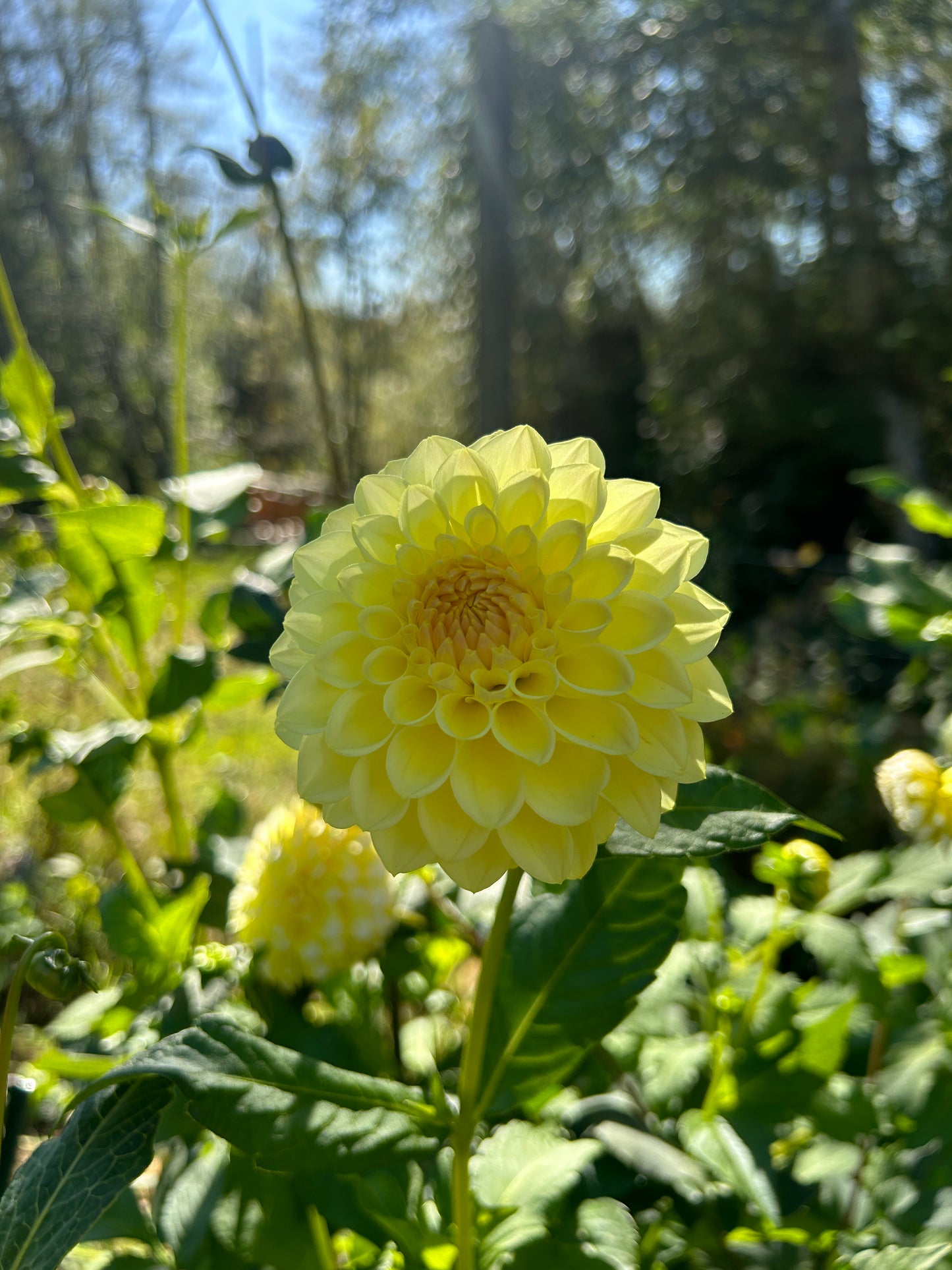 Primrose Diane