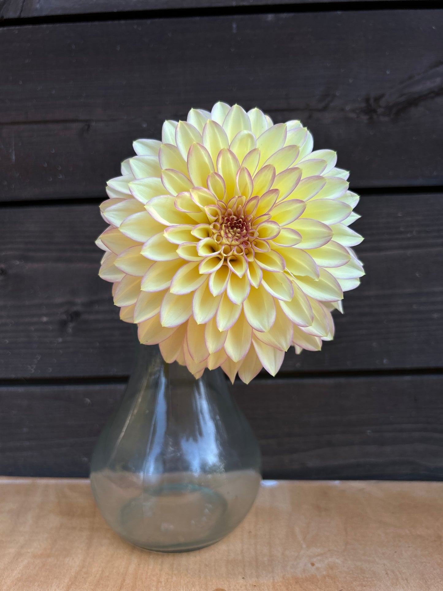 Bloomquist Blush