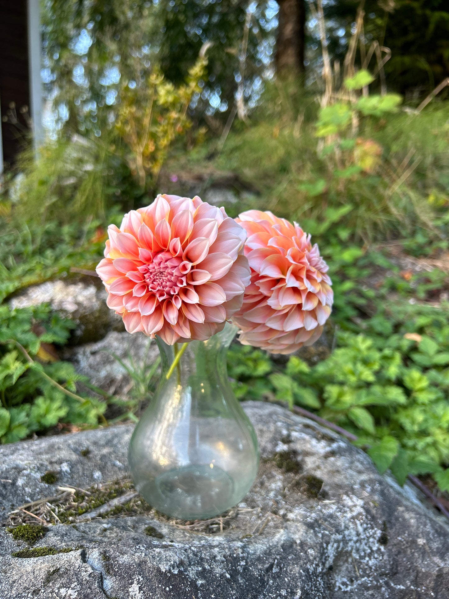 Peaches N Cream