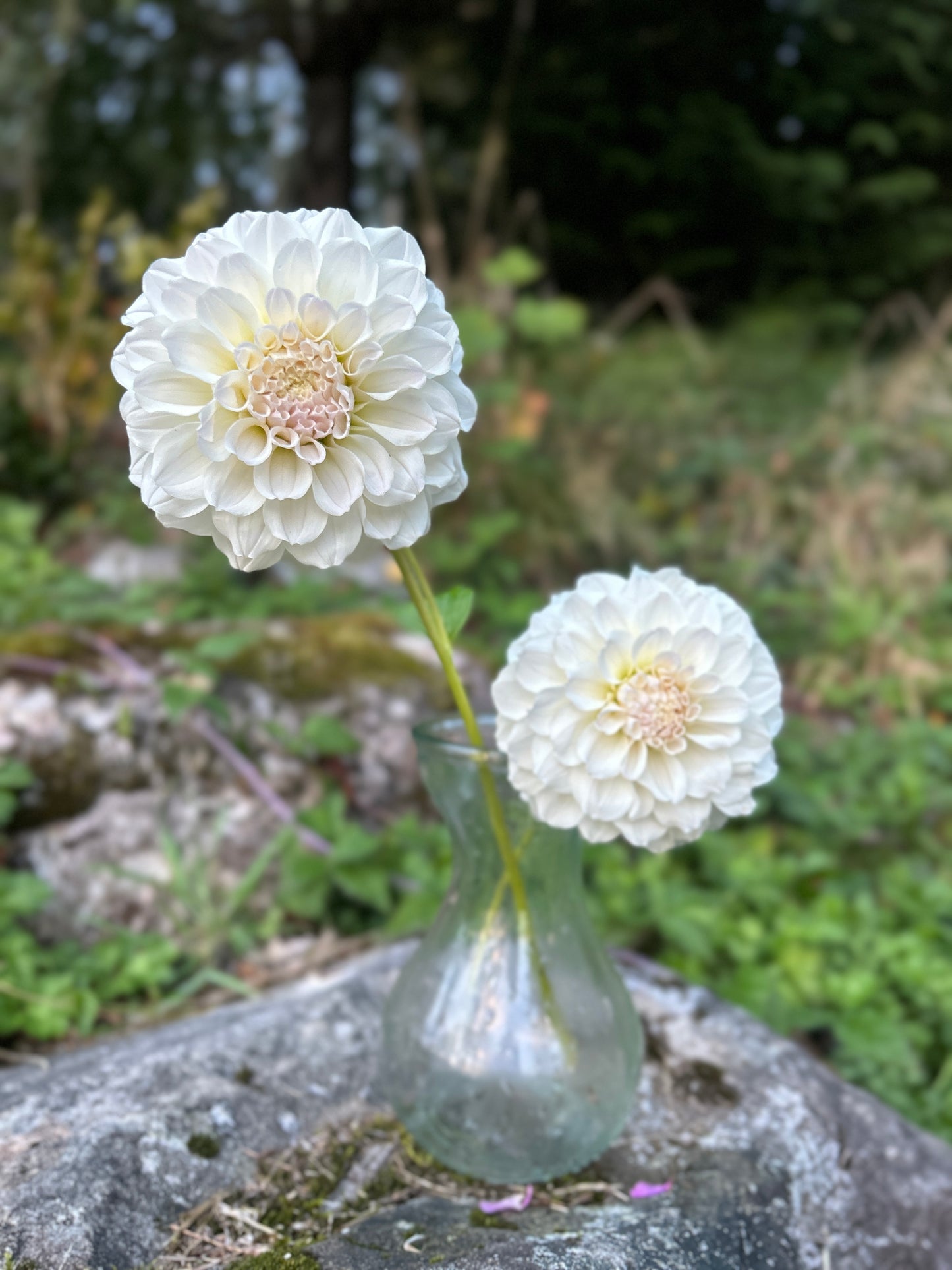 Irish Ruffles