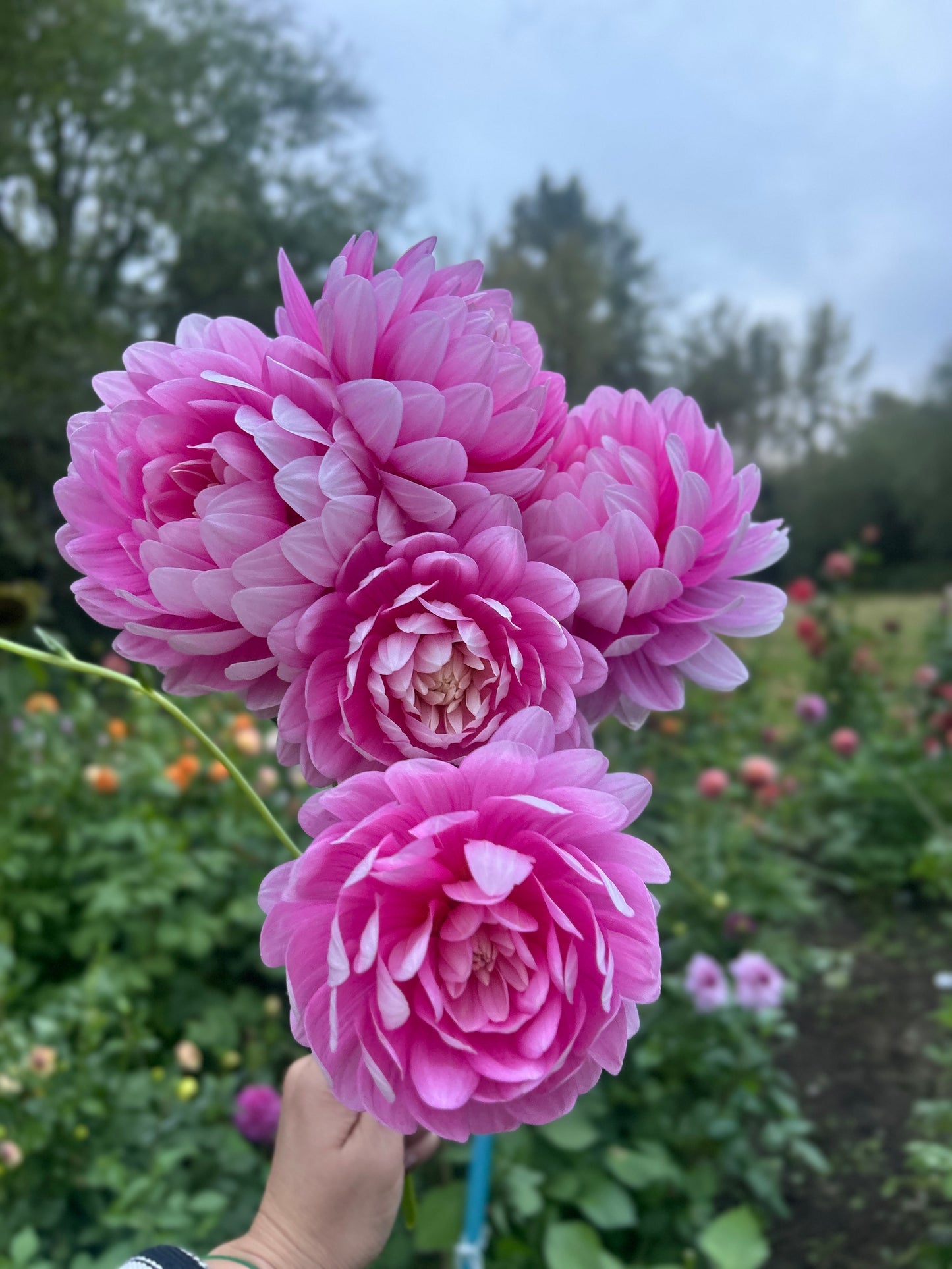 Hollyhill Pink Parfait