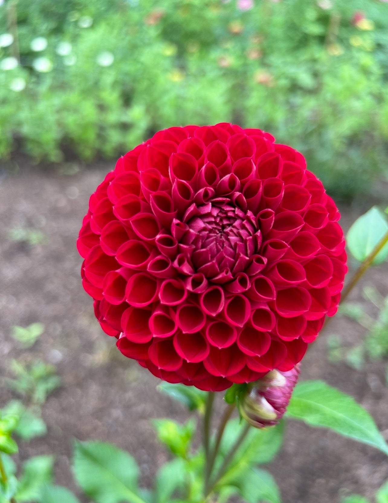 Cornel Dahlia