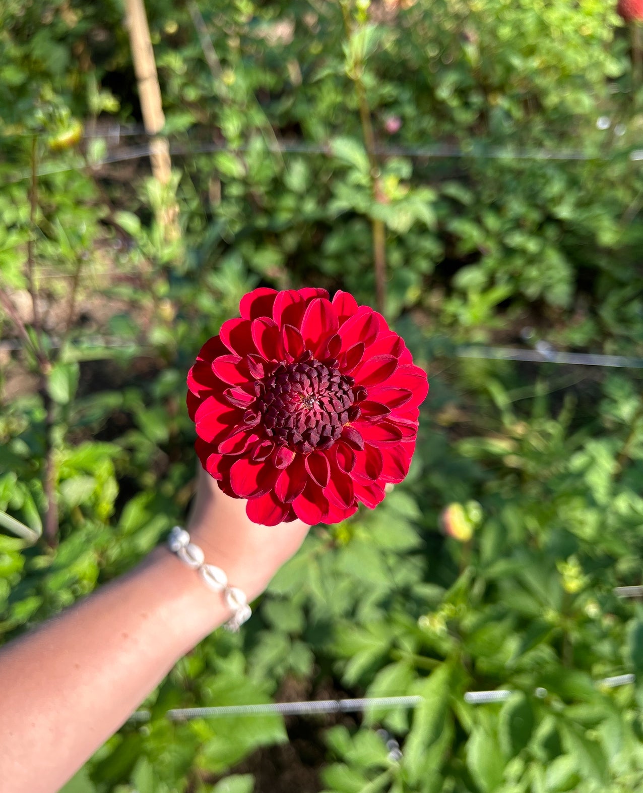 Red Jill