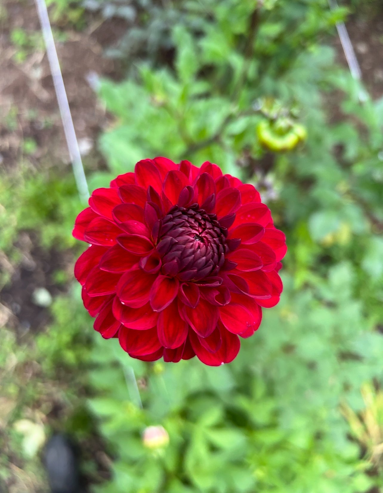 Red Jill