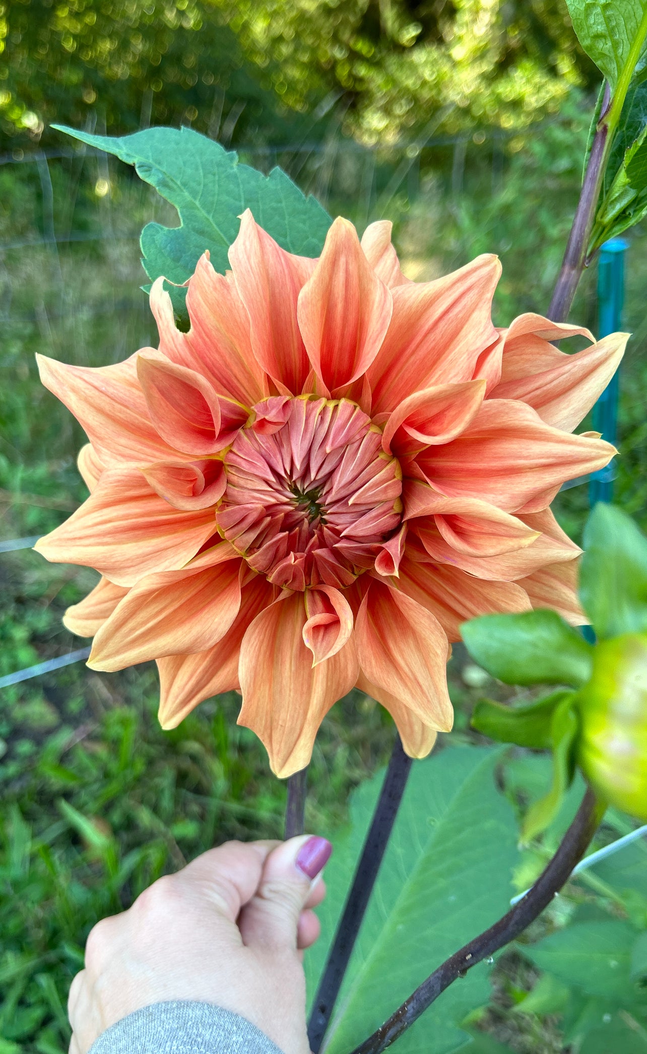 Sierra Glow Dahlia Tuber