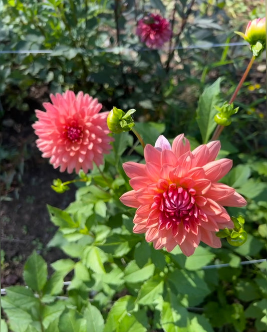 Touche Dahlia Tuber