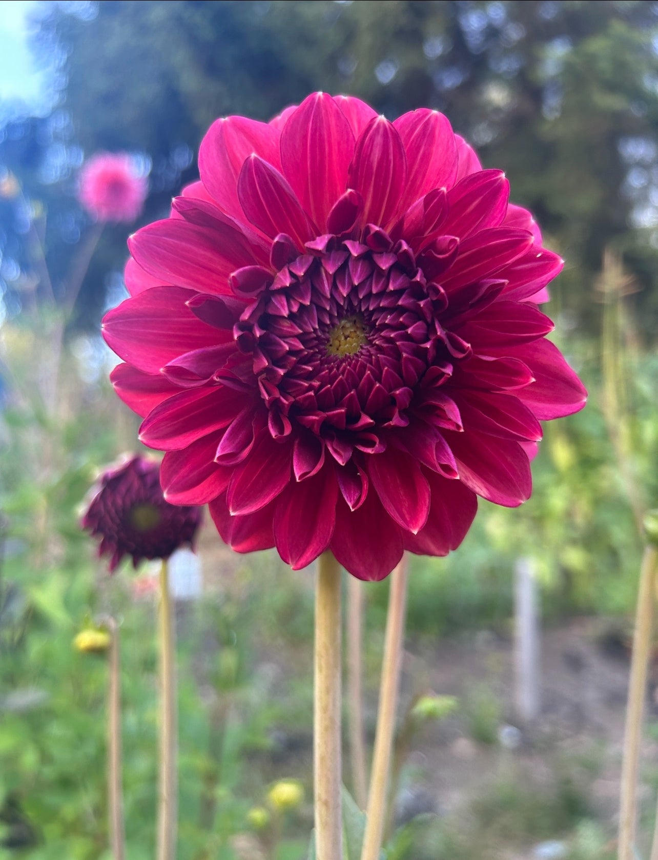 Perch Hill Dahlia Tuber