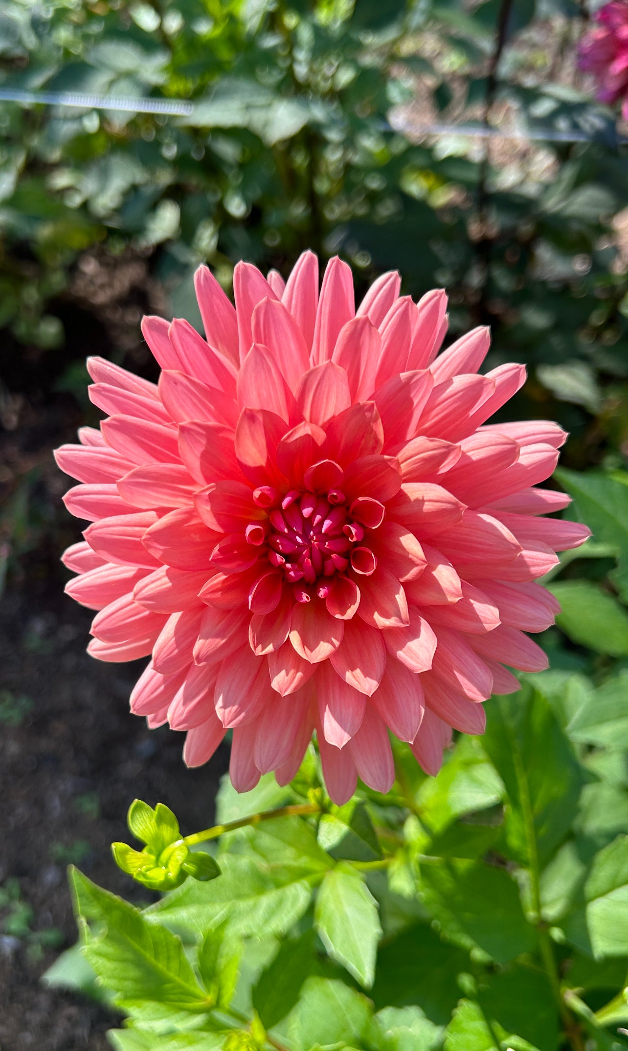 Touche Dahlia Tuber