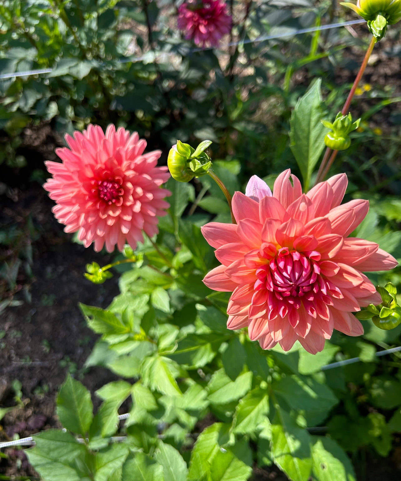 Touche Dahlia Tuber