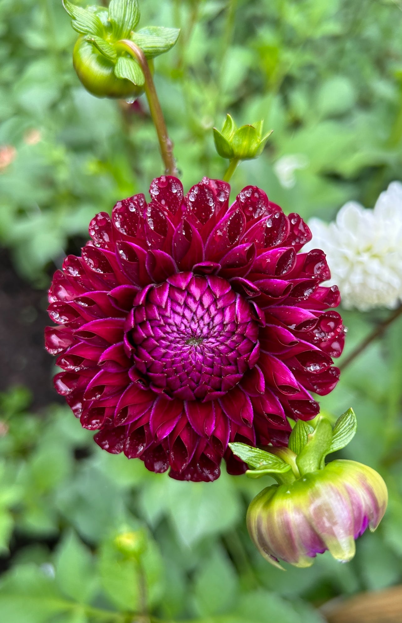 Ivanetti Dahlia Tuber