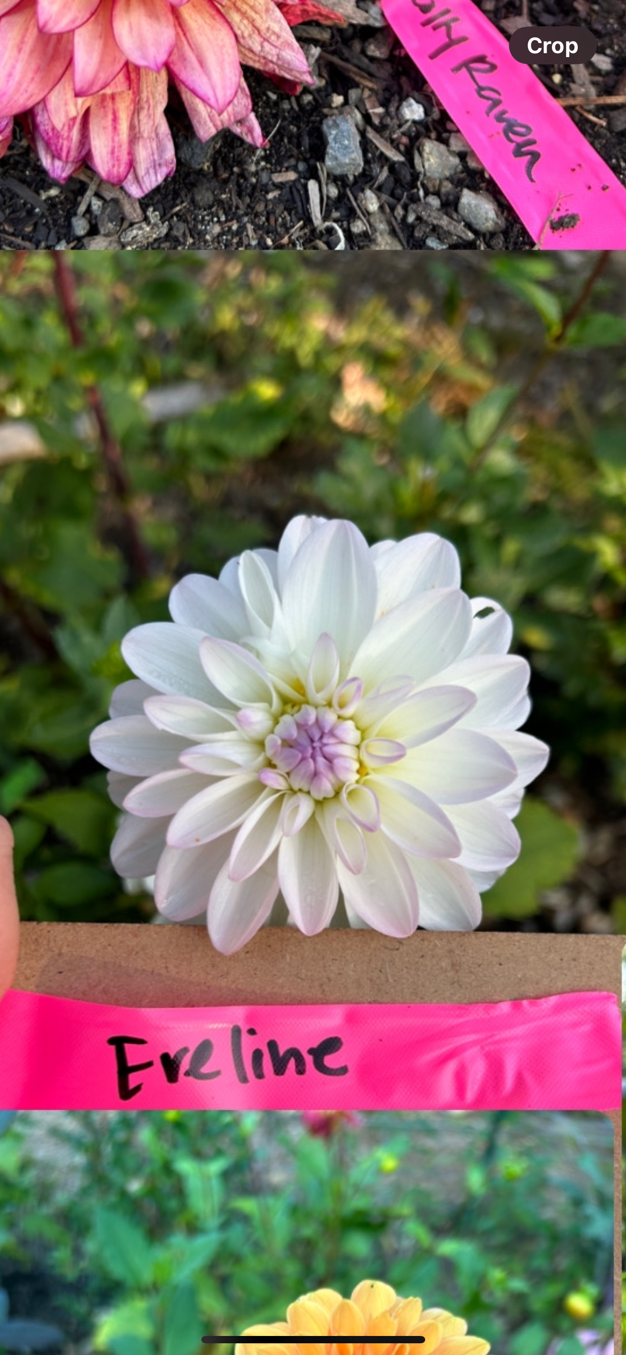 Eveline Dahlia Tuber