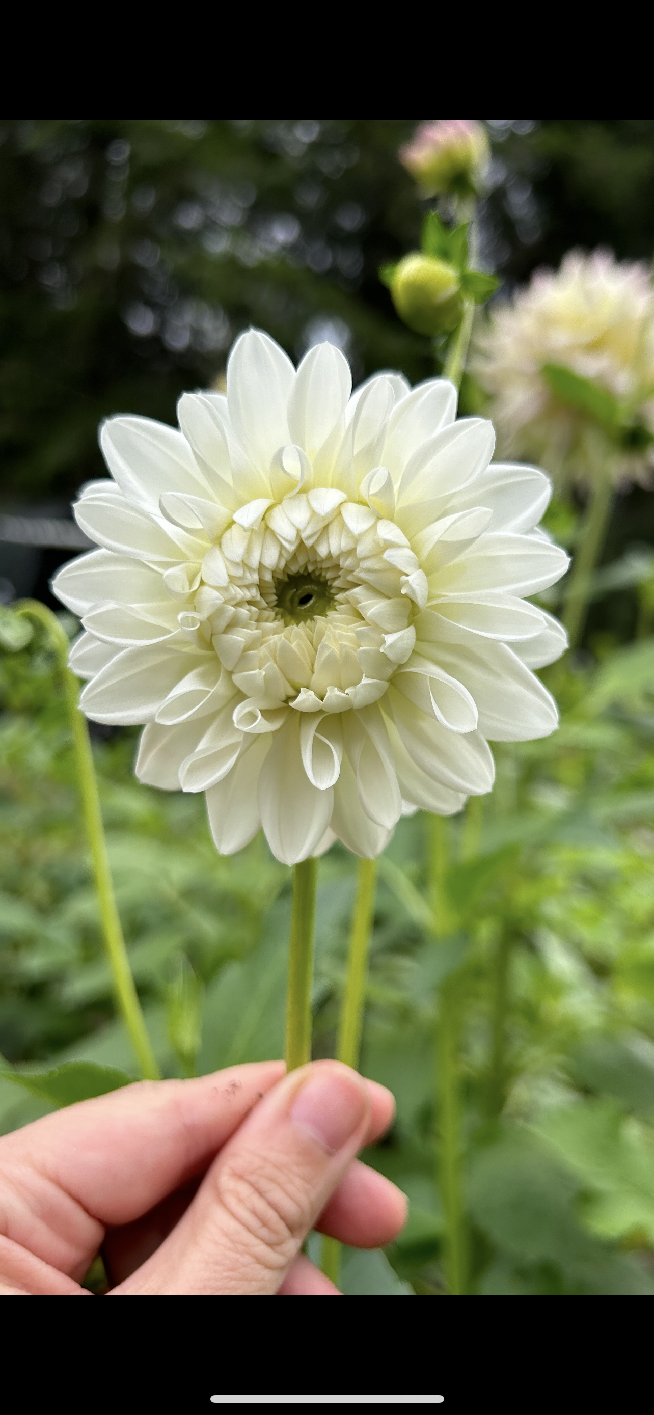 Blizzard Dahlia Tuber