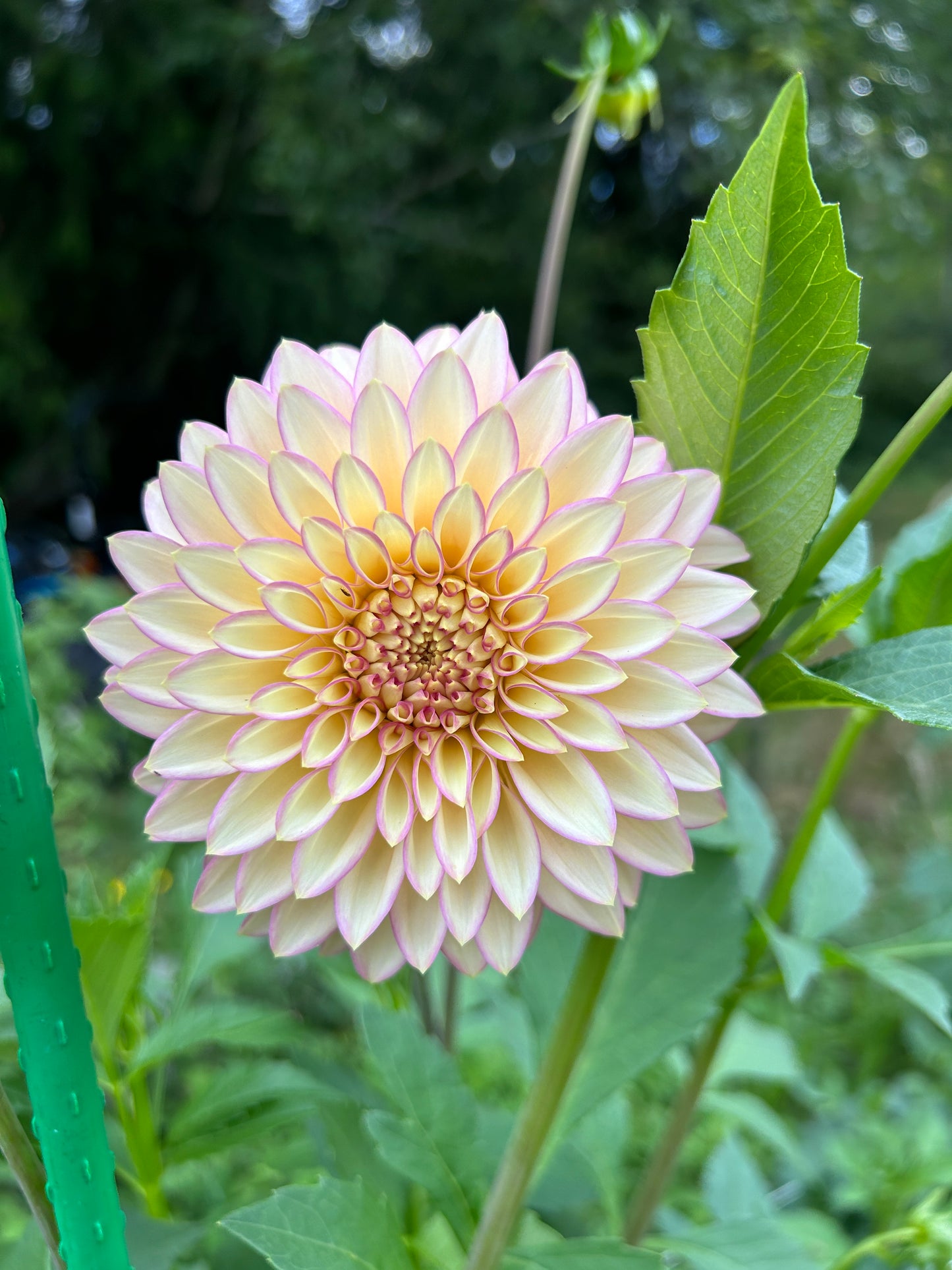 Bloomquist Blush Dahlia Tuber