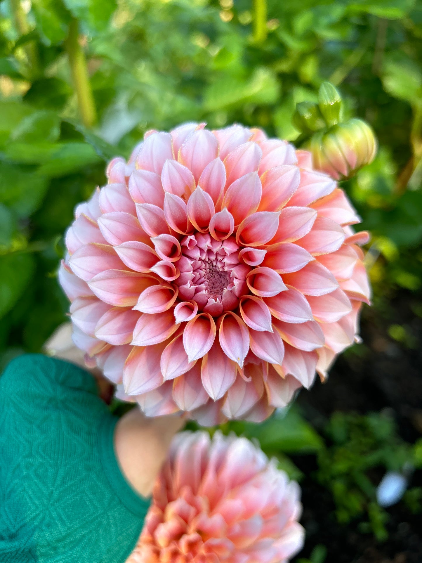 Peaches N Cream Dahlia Tuber