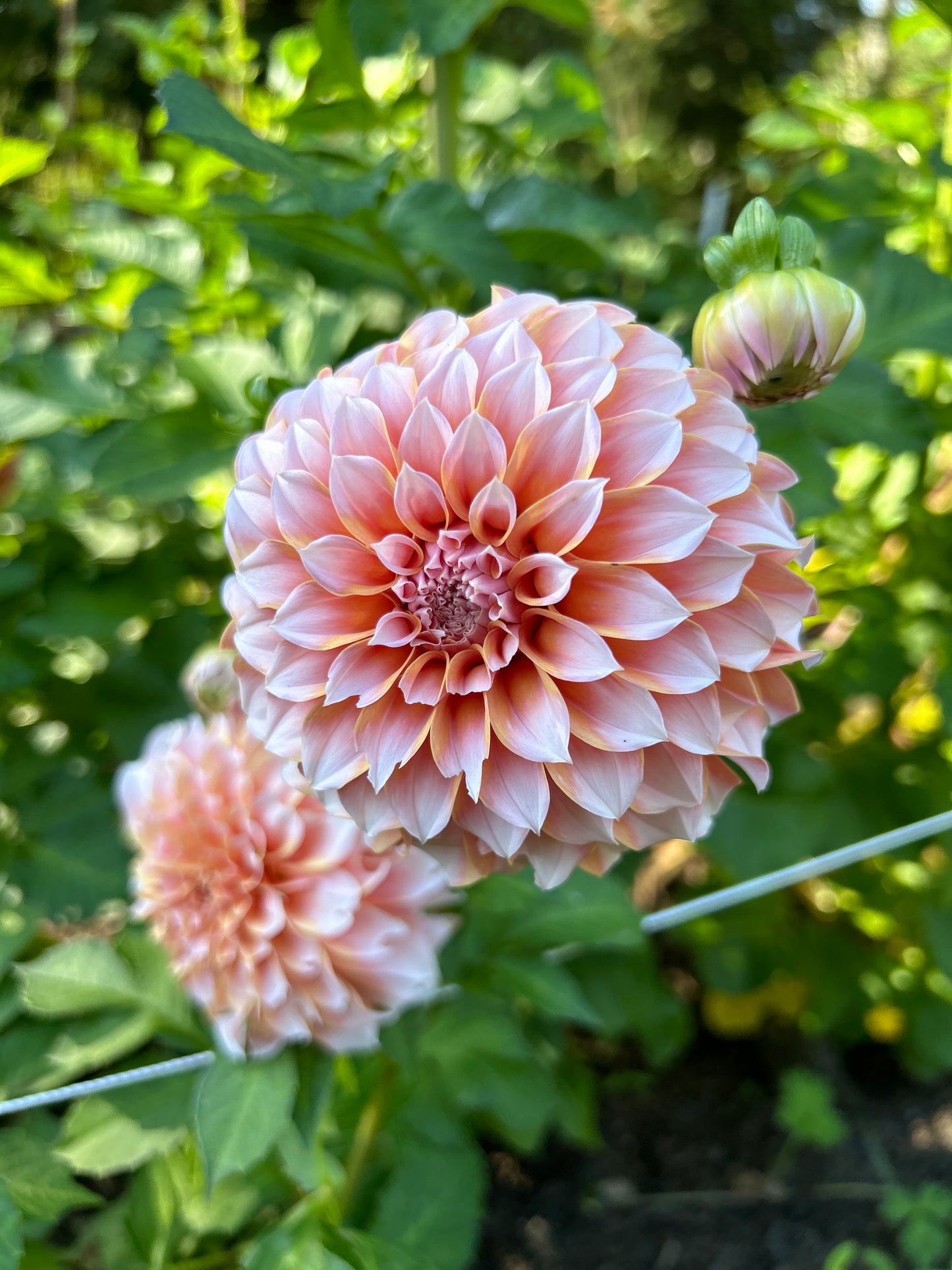 Peaches N Cream Dahlia Tuber