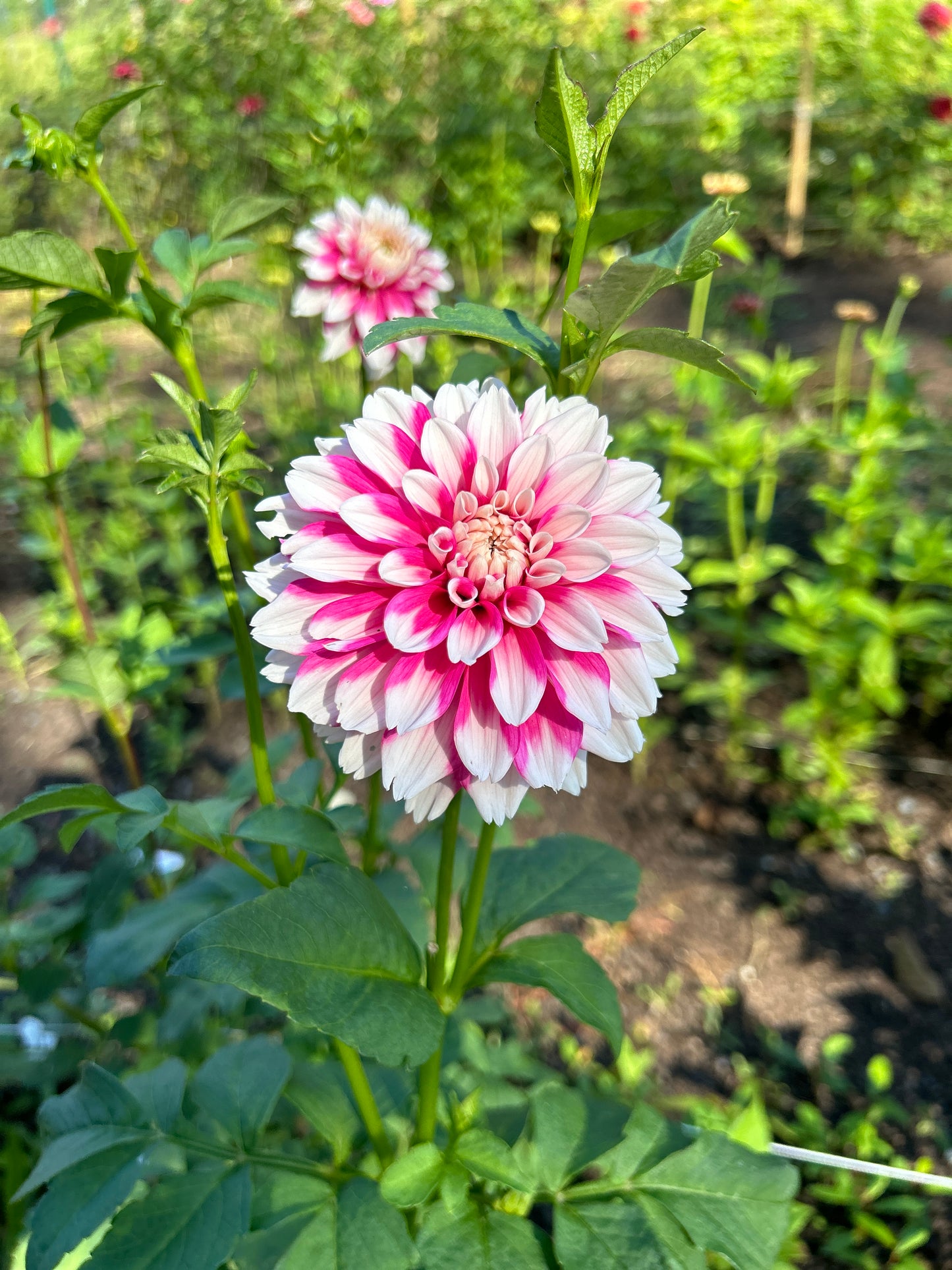 Fuzzy Wuzzy Dahlia Tuber