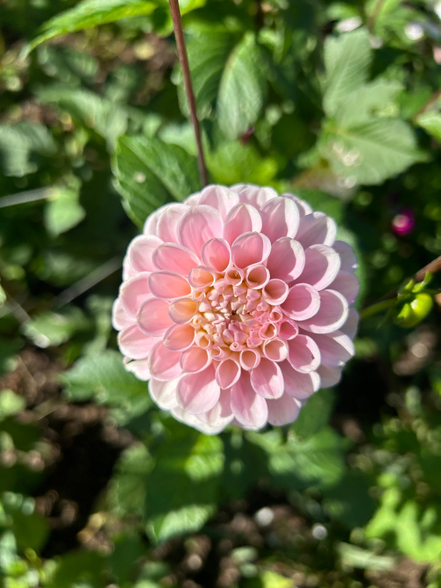 Wizard of Oz Dahlia Tuber