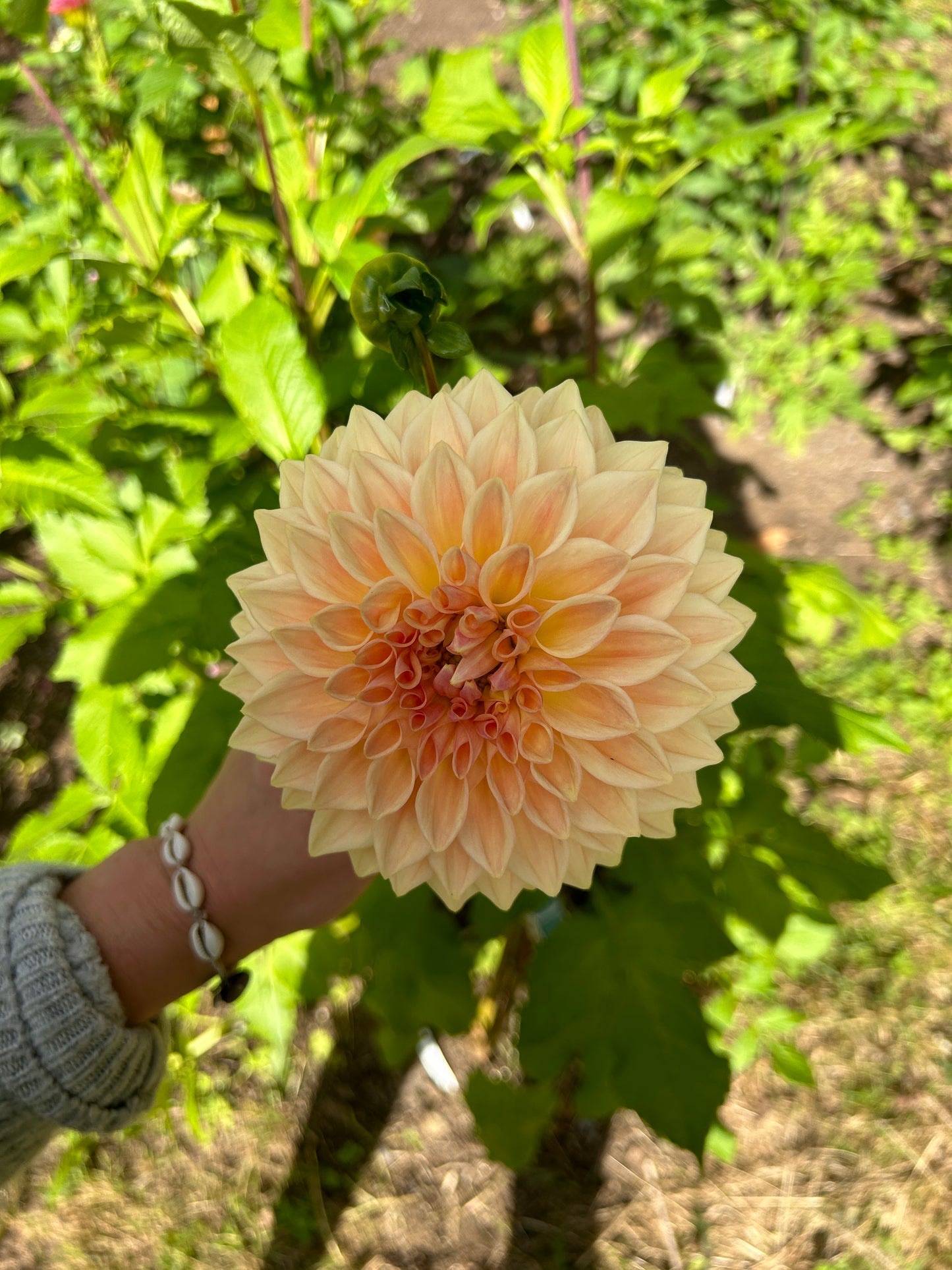 Bloomquist Alan Dahlia Tuber