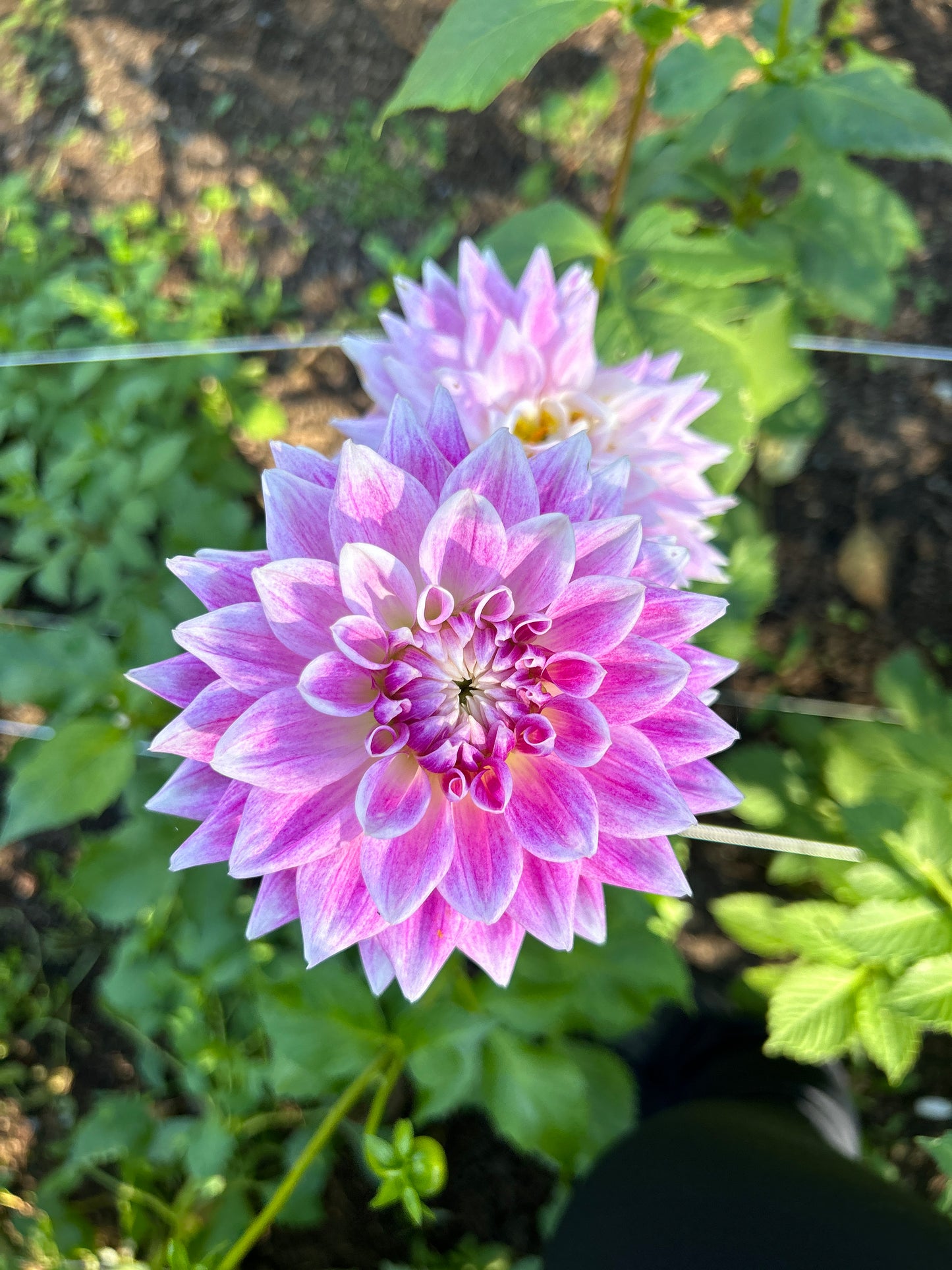 BJs Dusty Rose Dahlia Tuber