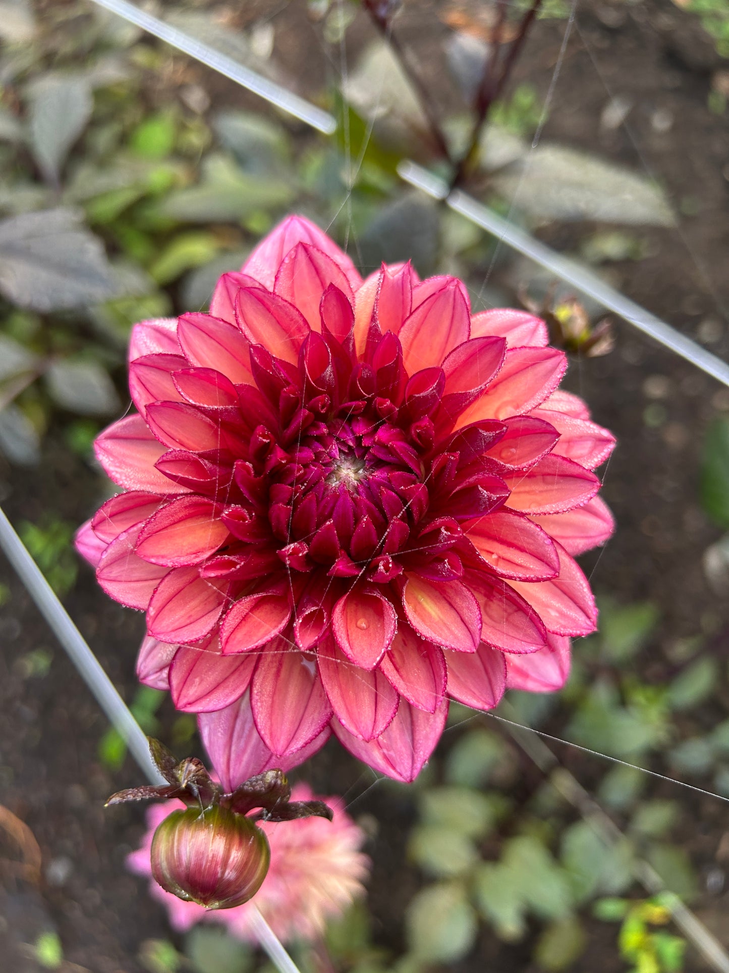 Molly Raven Dahlia Tuber