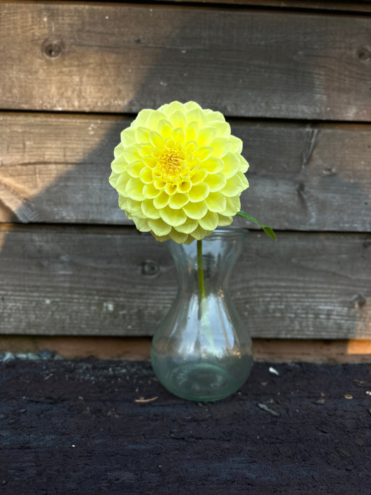 Primrose Diane Dahlia Tuber