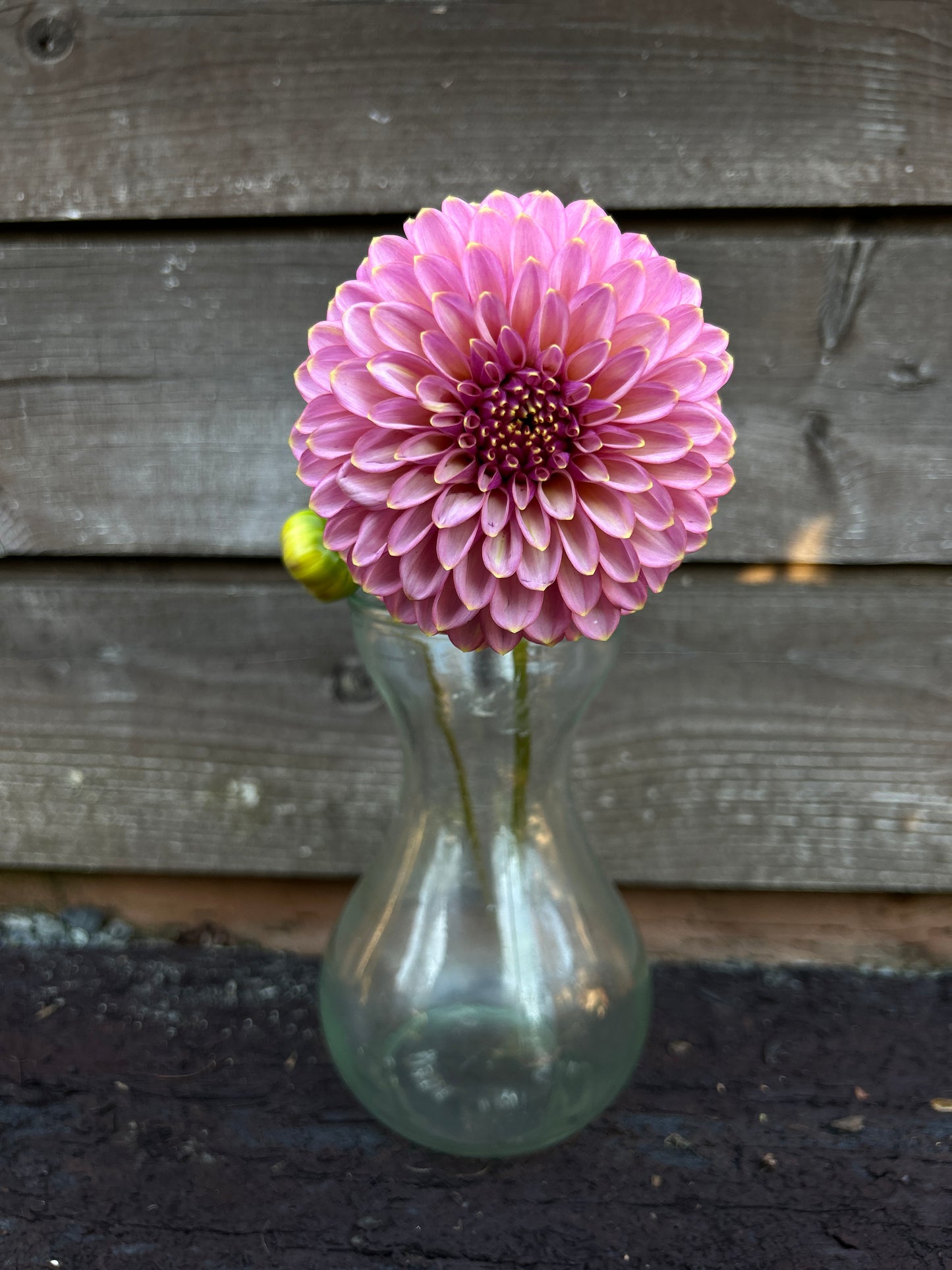 Skipley Spot of Gold Dahlia Tuber