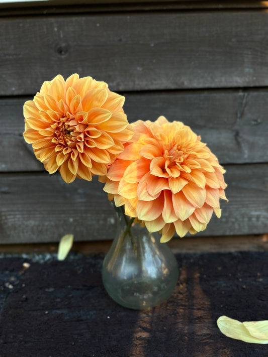 Bracken Palomino Dahlia Tuber