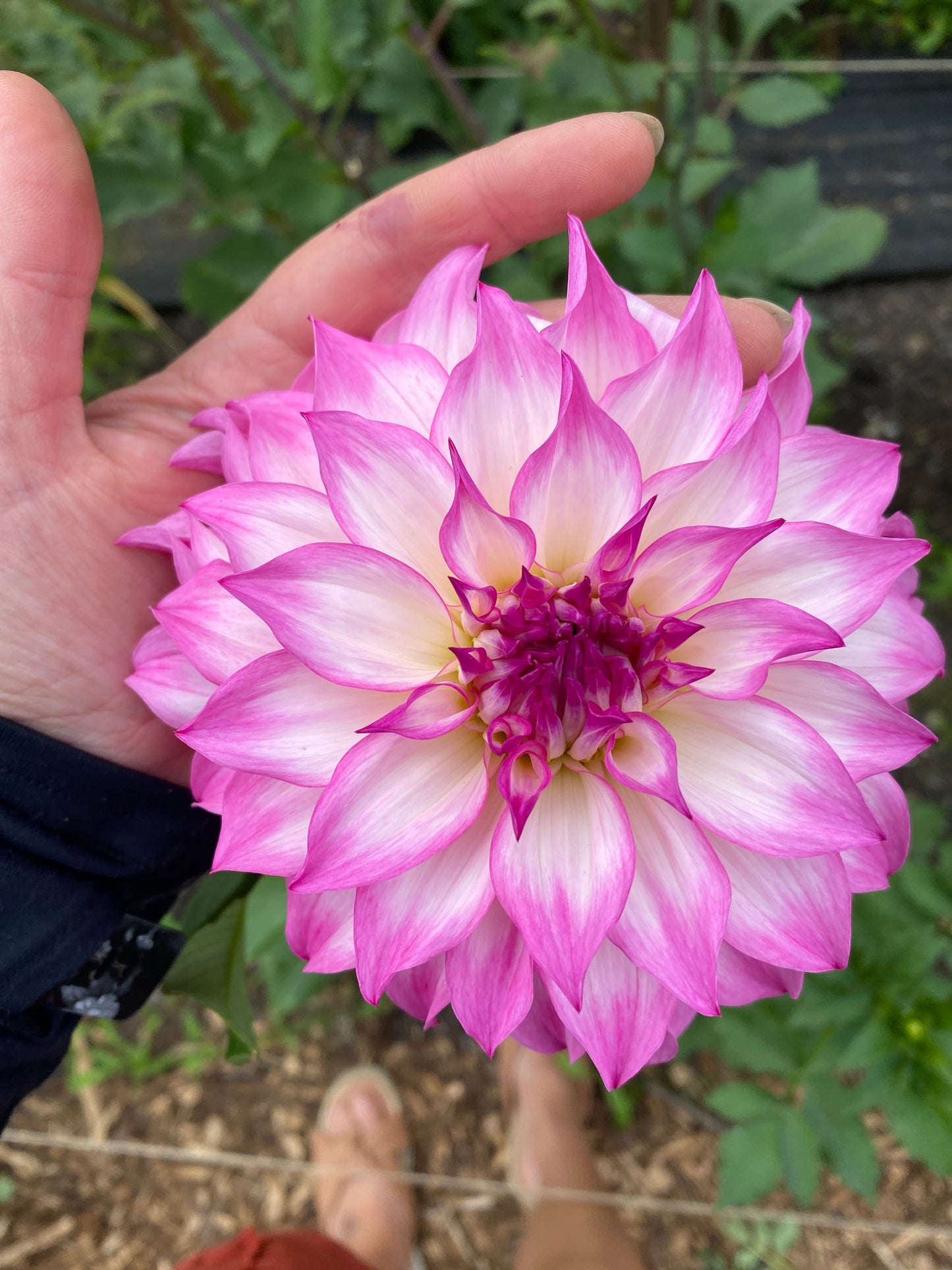 Colorado Classic Dahlia Tuber