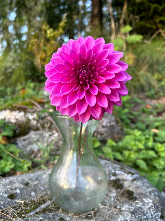 Bloomquist Ruby Dahlia Tuber