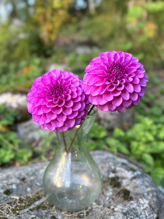 Robann Royal Dahlia Tuber