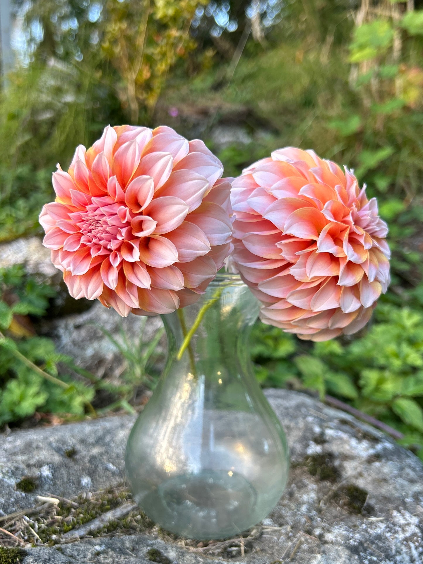 Peaches N Cream Dahlia Tuber