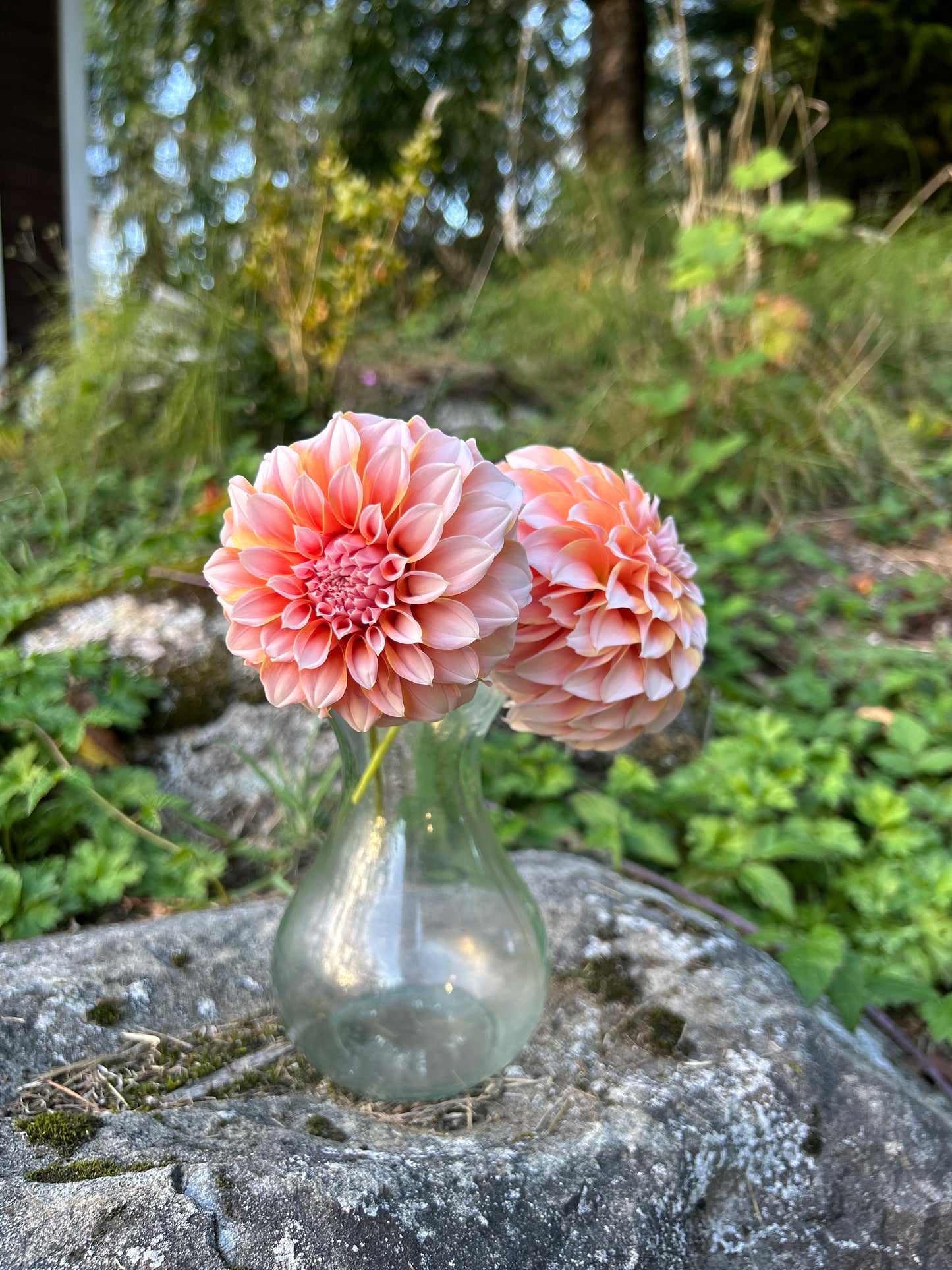 Peaches N Cream Dahlia Tuber