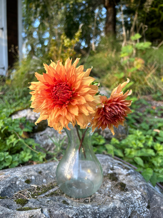 Terra Cotta Dahlia Tuber