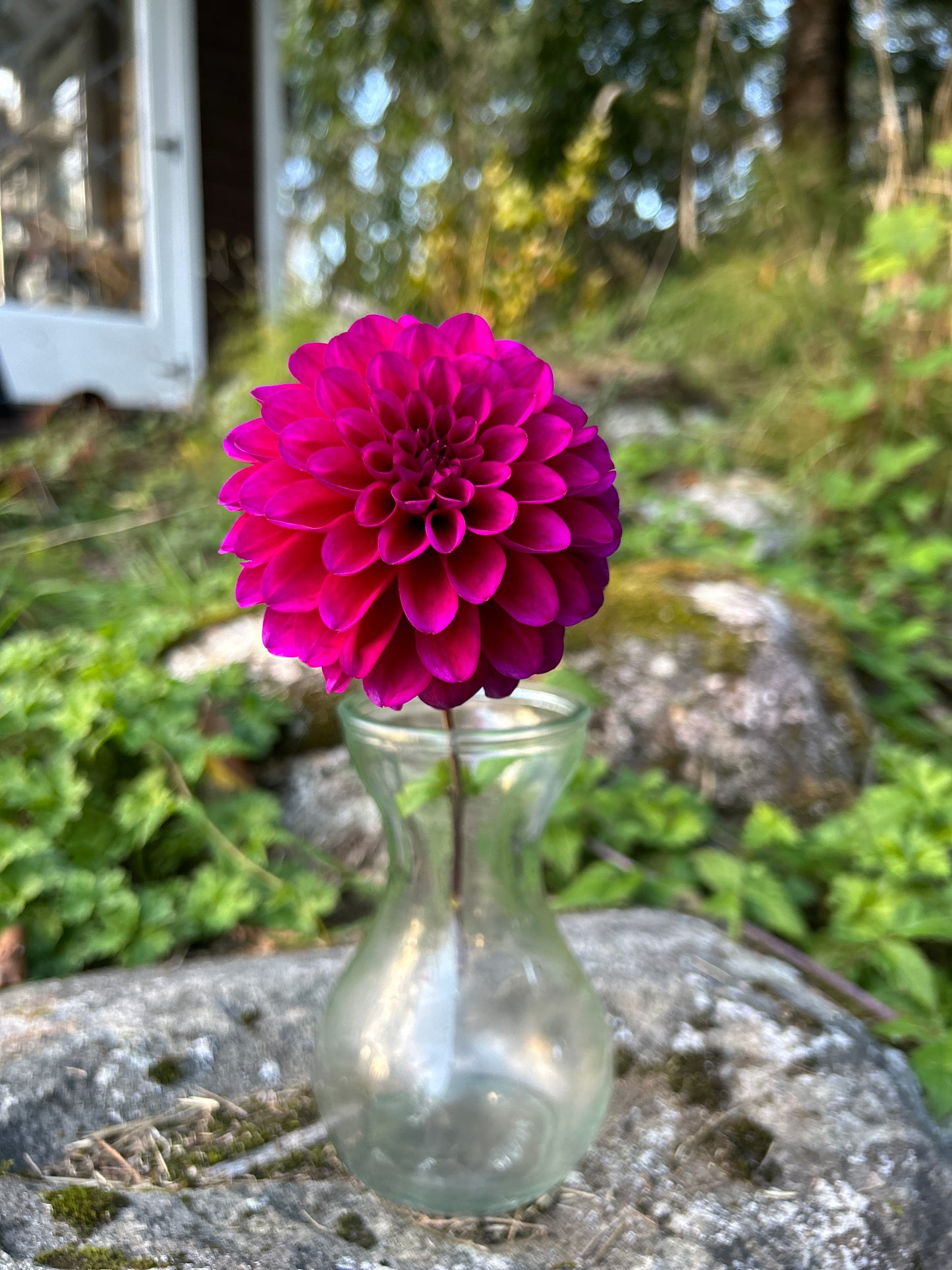 Gonzo Grape Dahlia Tuber