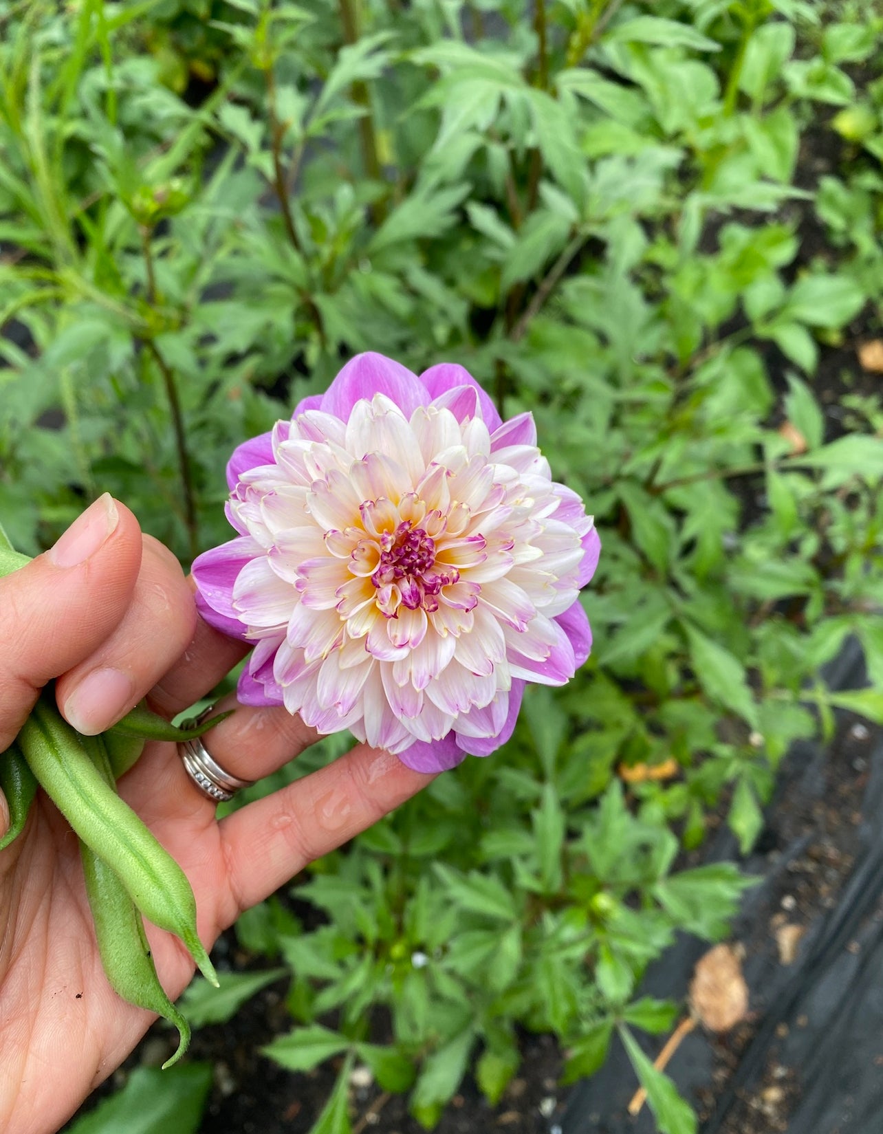 Take Off Dahlia Tuber