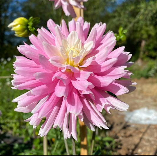 Chilsons Pride dahlia Tuber