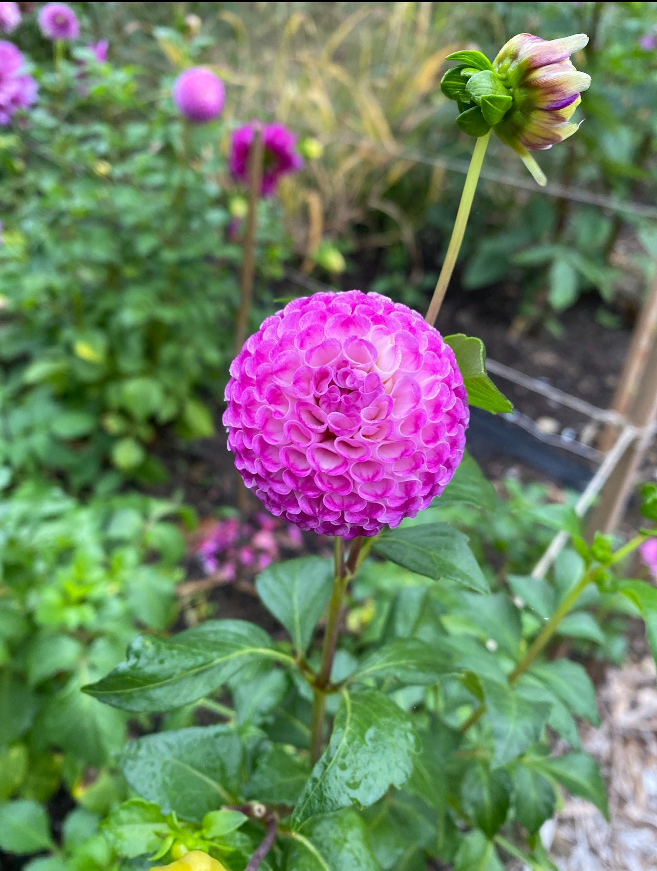 Frank Holmes Dahlia Tuber