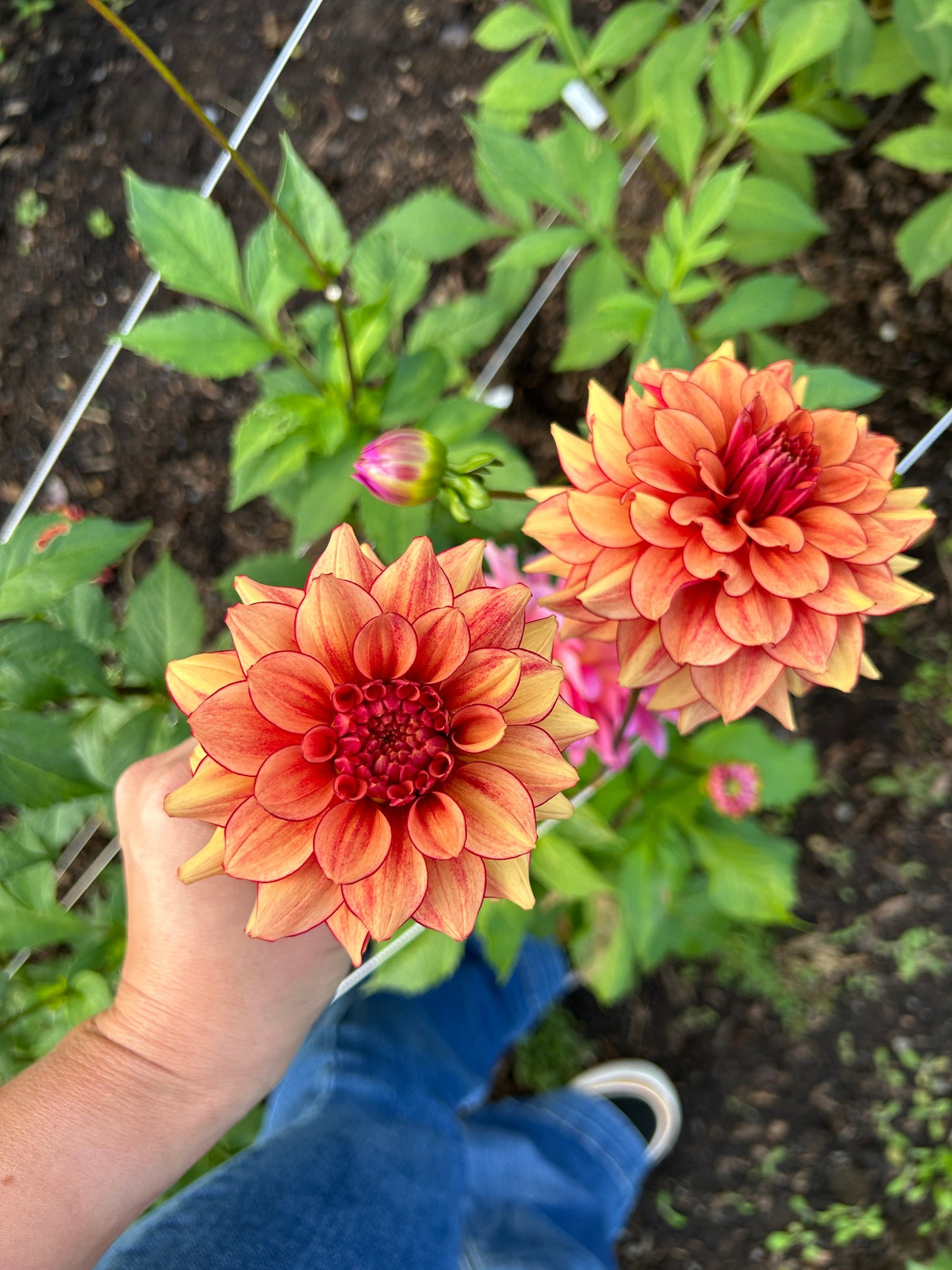 N-force Dahlia Tuber