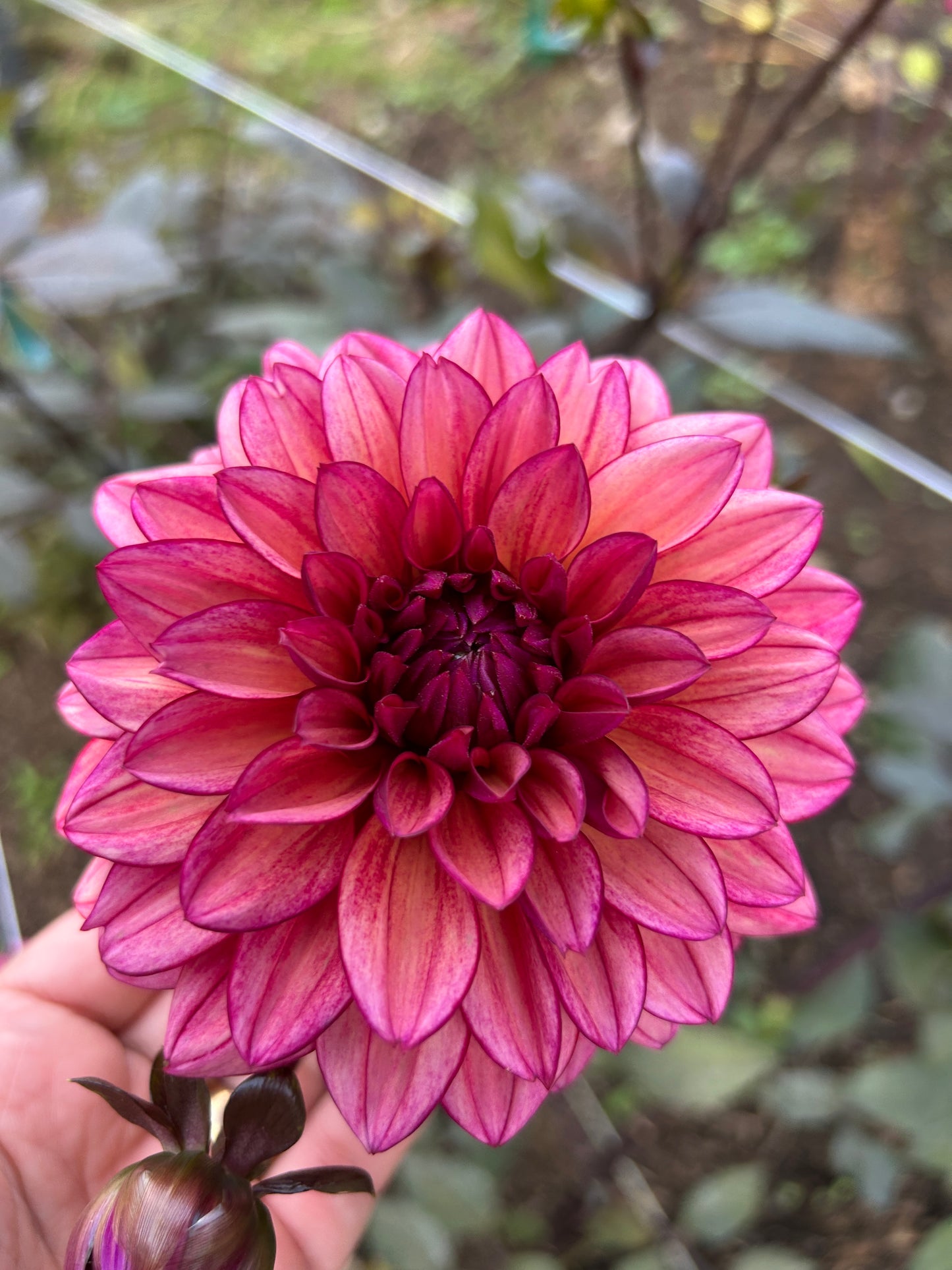 Molly Raven Dahlia Tuber