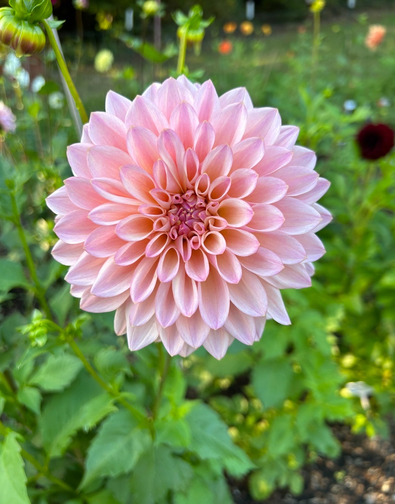 Coralie Dahlia Tuber