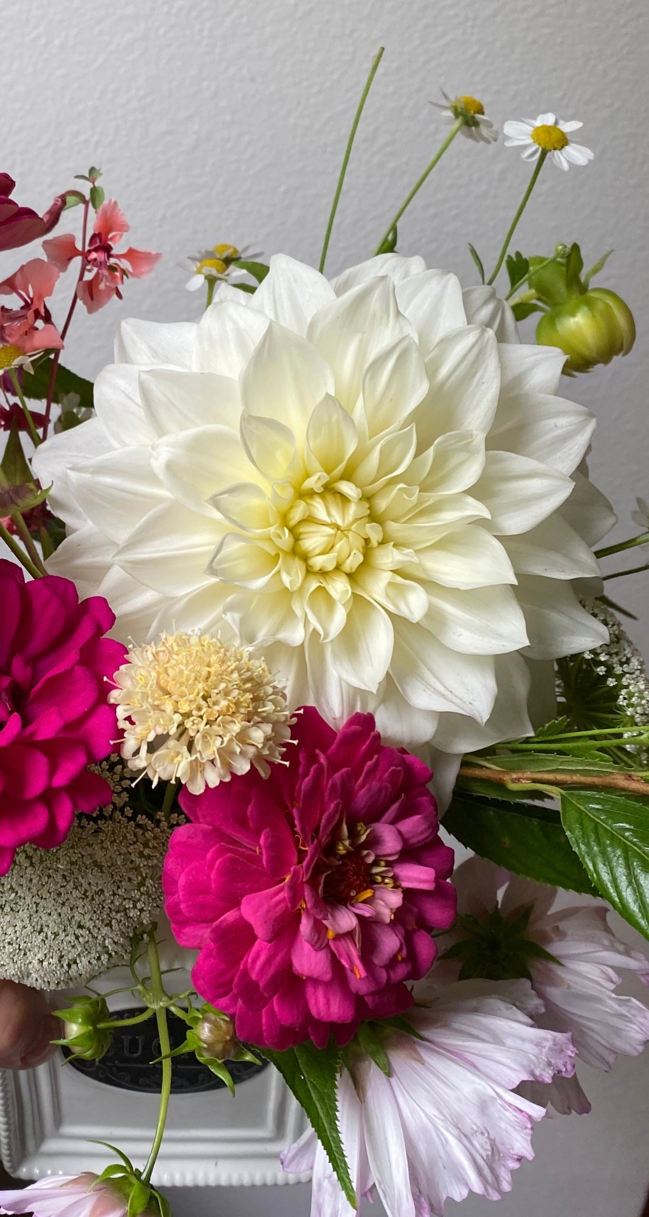 White Alvas Dahlia Tuber