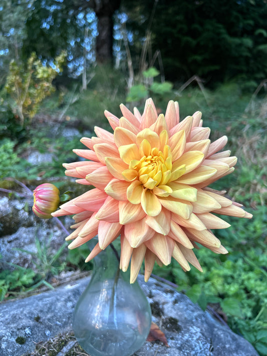 Bloomquist Robyn Dahlia Tuber