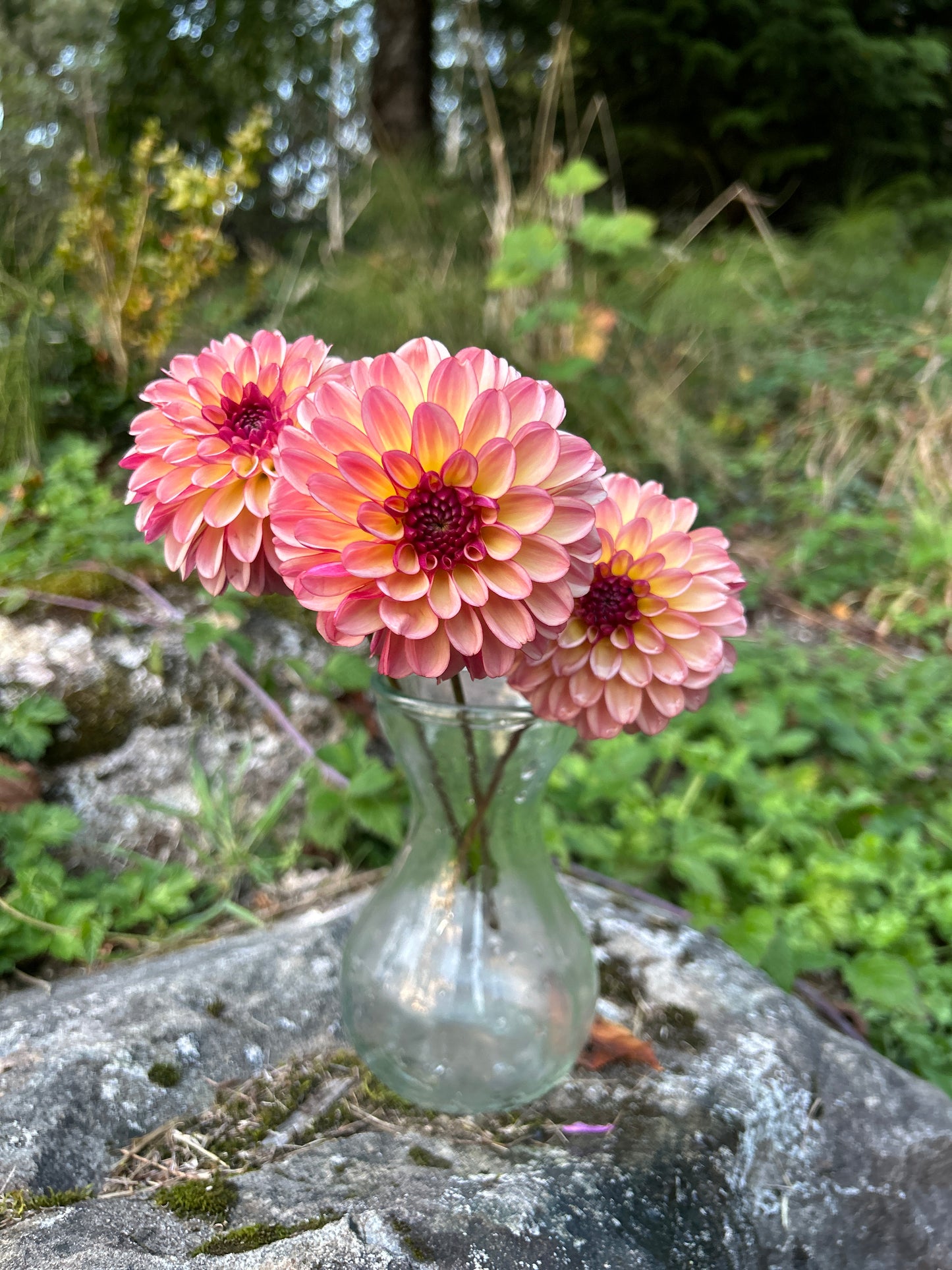 Foxy Lady Dahlia Tuber