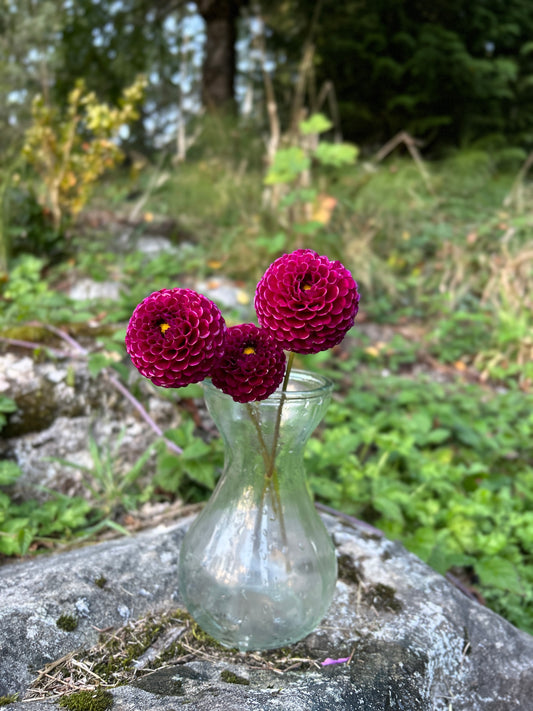 Moor Place Dahlia Tuber