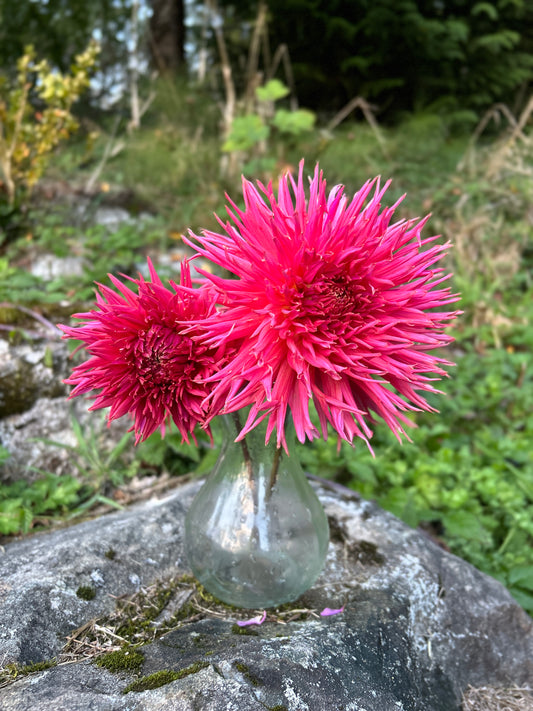 AC Thornbird Dahlia Tuber