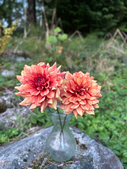 N-force Dahlia Tuber