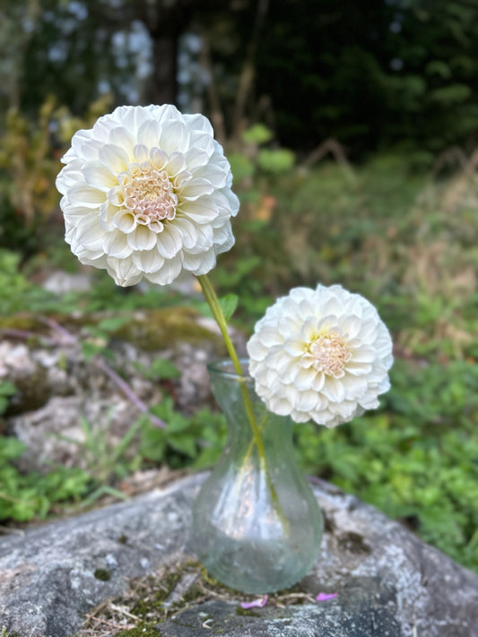 Irish Ruffles Dahlia Tubers